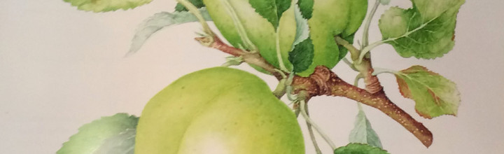 Apple Cream Made with ‘Codlin’ Apples