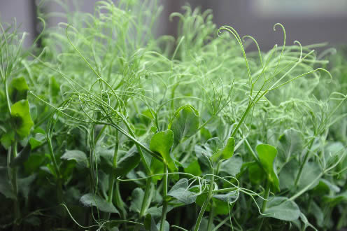 Microgreens - pea shoots