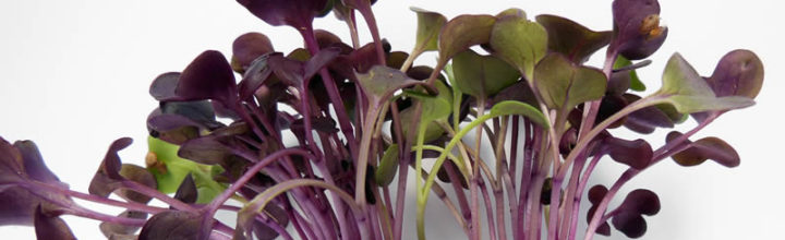 Organic Microgreens – now available